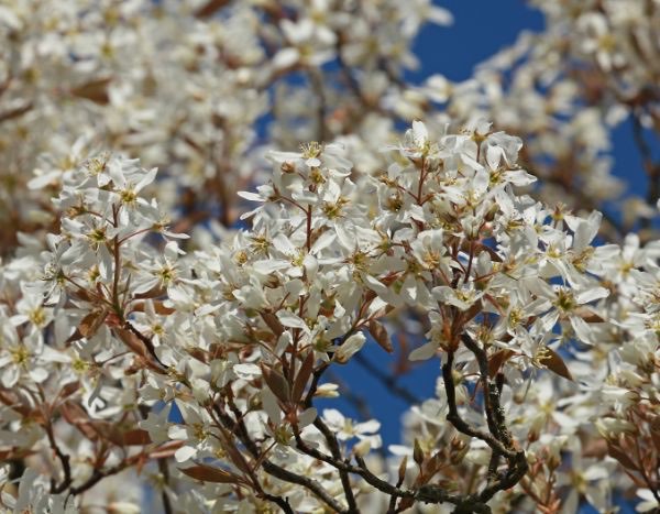 How to propagate amelanchier?