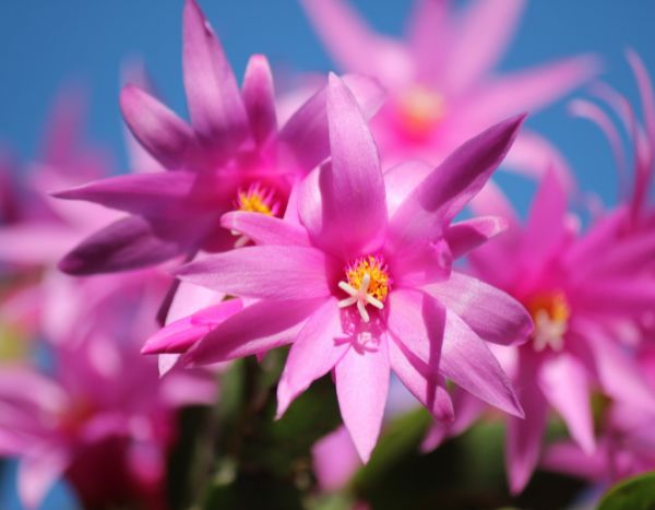 How to propagate Christmas cactus?
