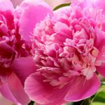 5 pink-flowered peonies