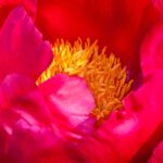 6 red-flowered peonies