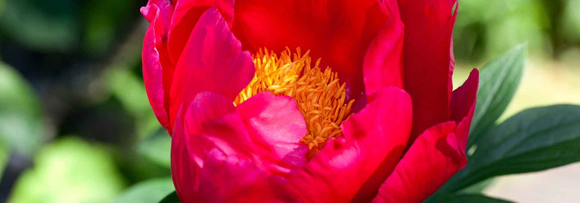 6 red-flowered peonies