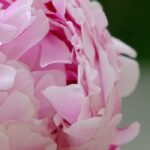 The main diseases of peonies