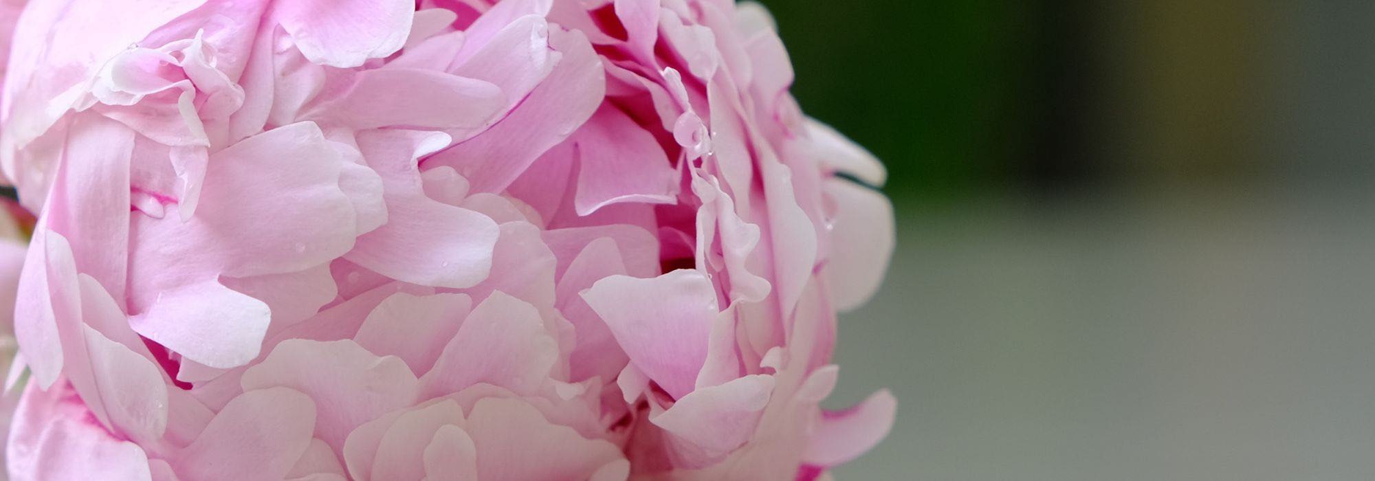 The main diseases of peonies