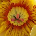 7 dwarf peonies for a border or small garden