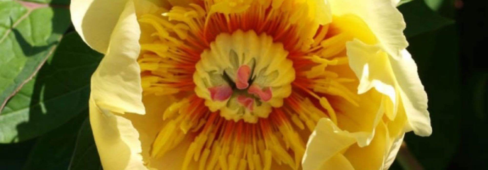 7 dwarf peonies for a border or small garden