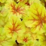 Introduce golden-yellow foliage into the garden.