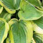 Adorn your garden with variegated foliage plants