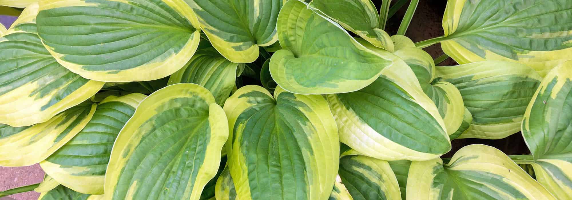 Adorn your garden with variegated foliage plants
