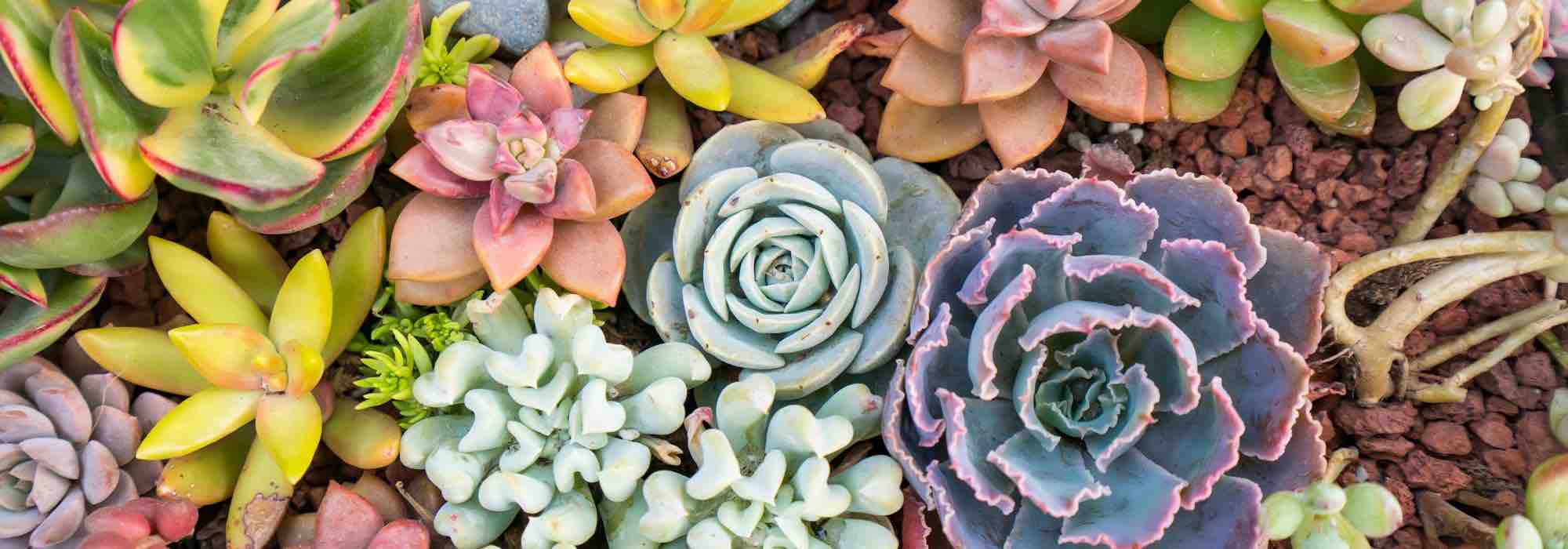 Growing succulent plants indoors: our tips