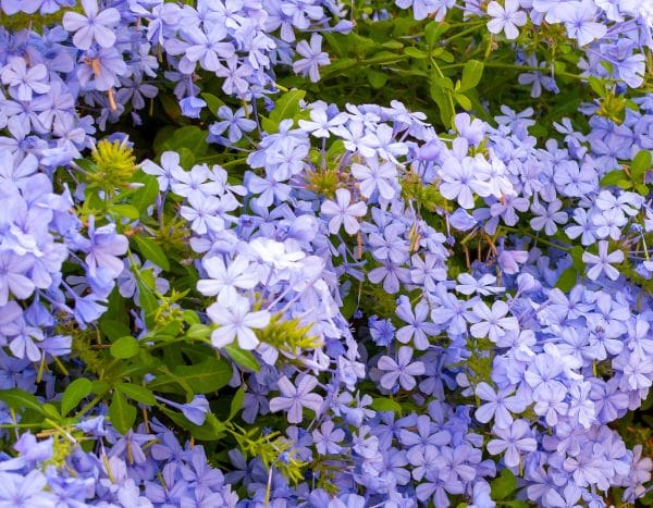 How to propagate Plumbago or Cape leadwort?
