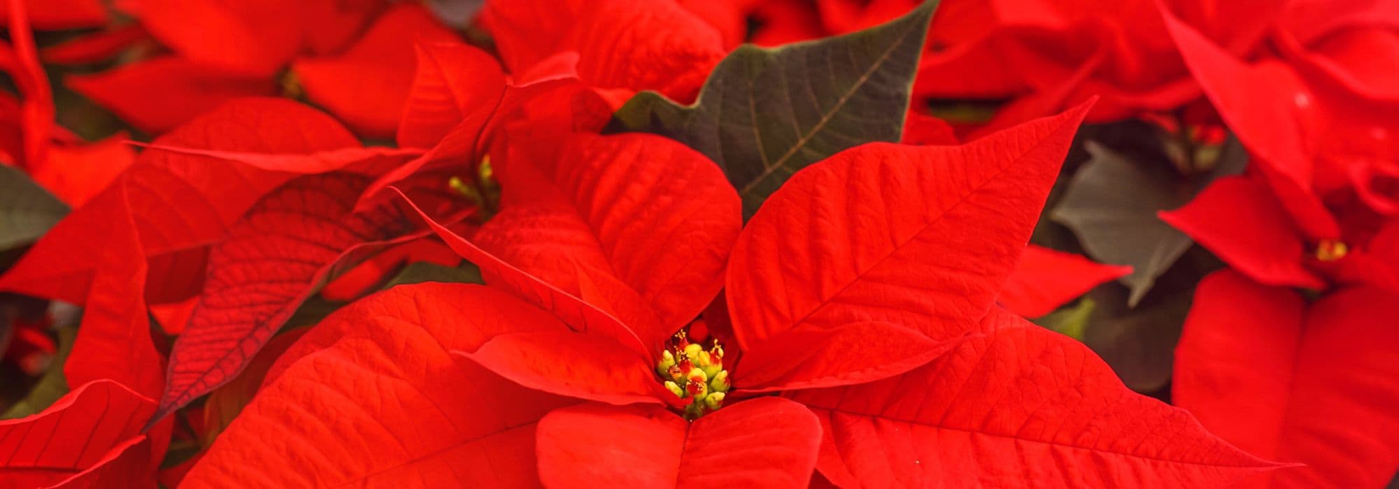Growing Poinsettia, the quintessential Christmas plant