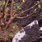 What is the best season to plant bushes?