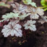 Choosing the right season to plant perennials