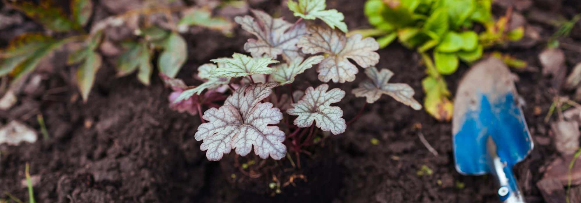 Choosing the right season to plant perennials