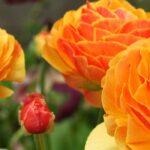 How to grow Ranunculus in pots?