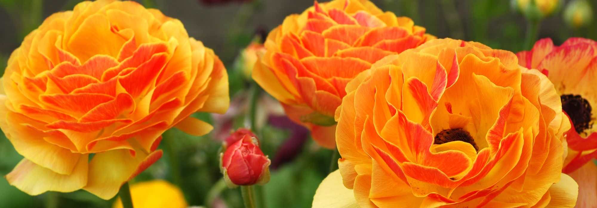How to grow a florist's ranunculus in a pot?