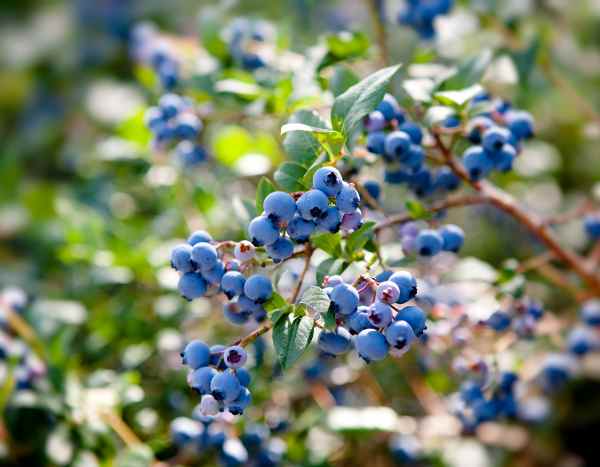 I missed out for you... blueberry bushes
