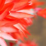 Why isn't my Christmas cactus flowering?