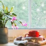 Growing the Christmas cactus