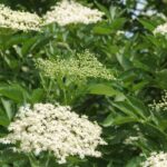 5 inexpensive bushes for a beautiful garden on a budget