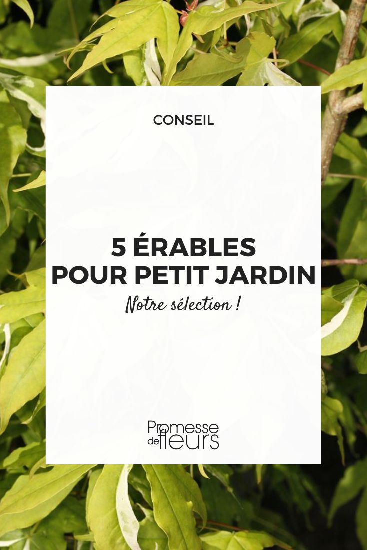 5 Maples for a Small Garden (2) Shantung Maple