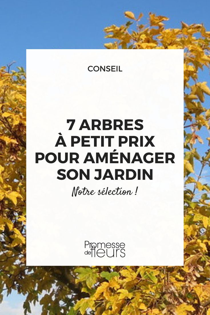 7 affordable trees to landscape your garden on a budget Sycamore Maple