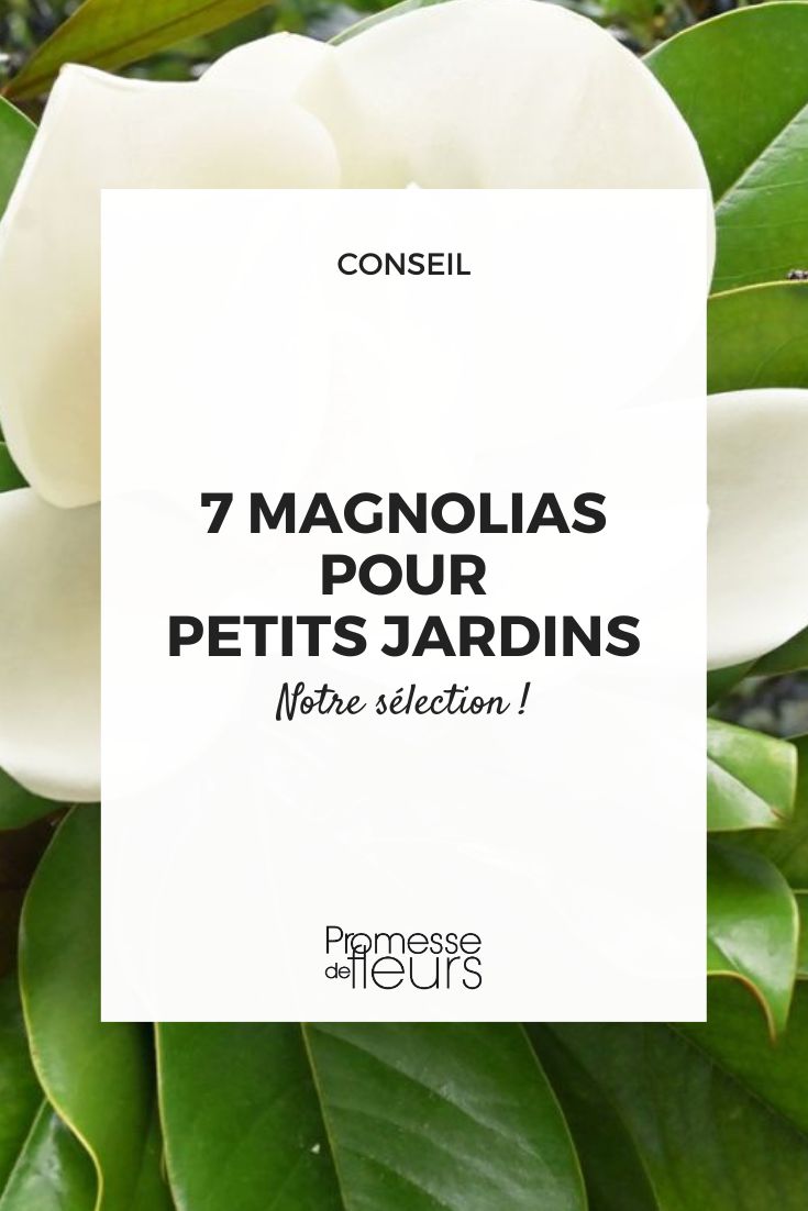 7 Magnolias for Small Gardens Magnolia grandiflora 'Nana'