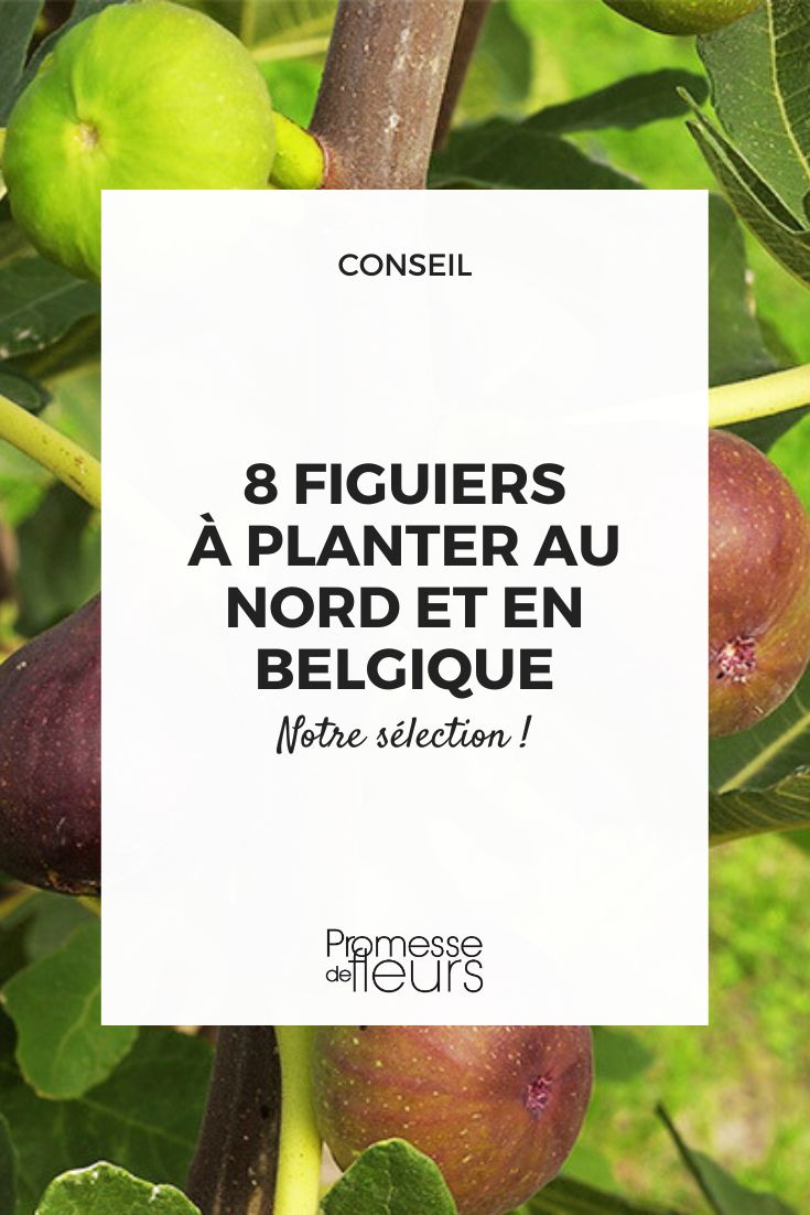 The best varieties of fig trees to plant in the north and in Belgium