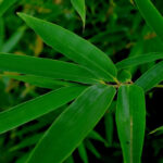 7 bamboos for shade