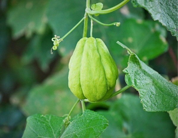 How to harvest and store chayotes?