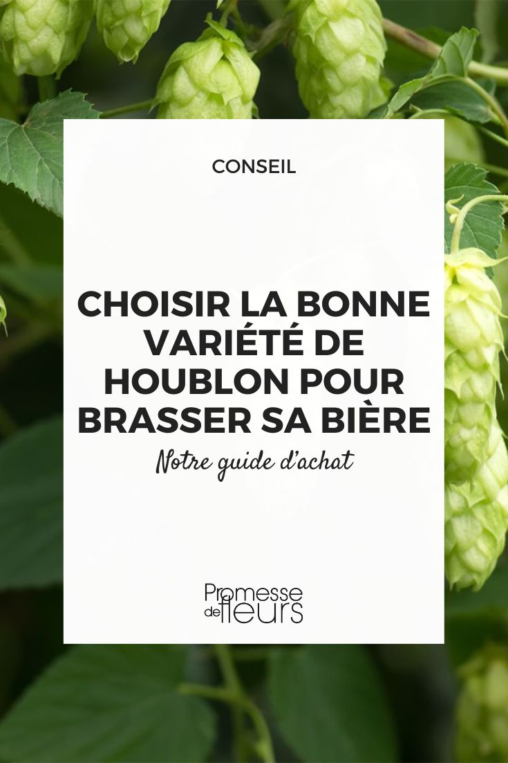 Choosing the right variety of hops for brewing your beer our hop buying guide