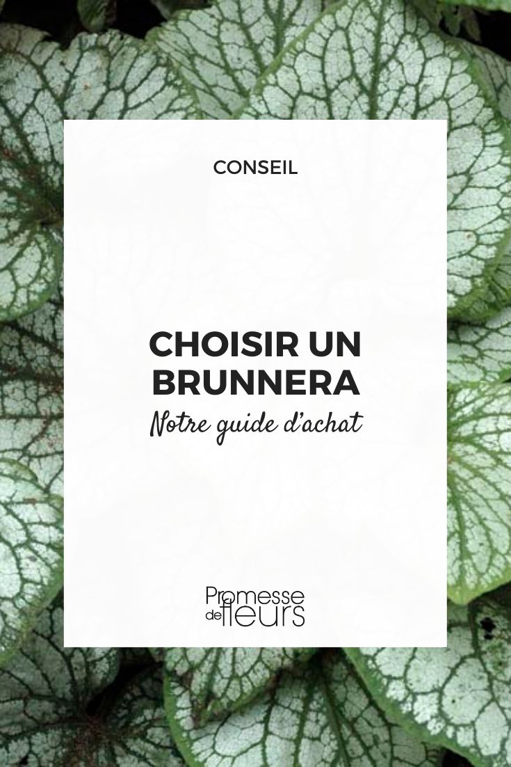 Choose a Brunnera: our buying guide Brunnera Jack Frost