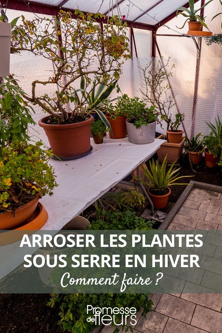 Winter Watering in the Greenhouse