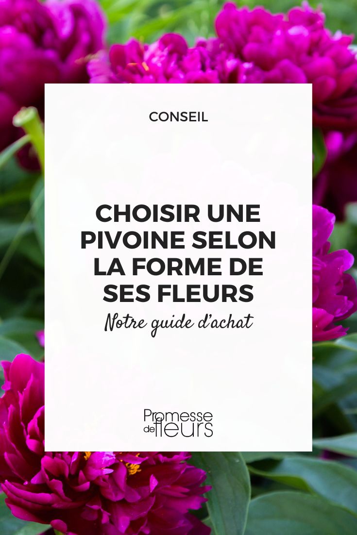 How to choose a peony based on the shape of its flowers Paeonia Peter Brand