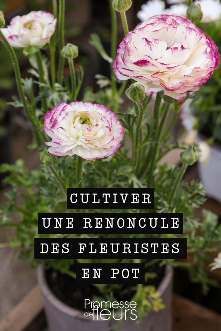 How to grow a florist's flower in a pot Ranunculus asiaticus