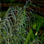 How to get rid of invasive Provencal canes?