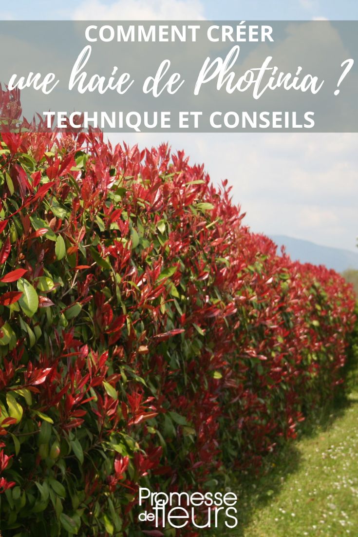 planting photinias