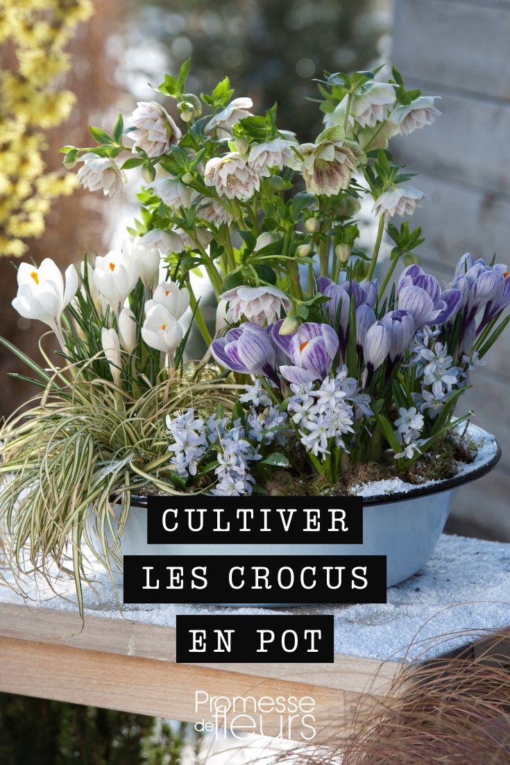 crocus hellebore composition