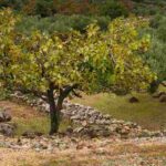 5 fruit trees for calcareous soil.