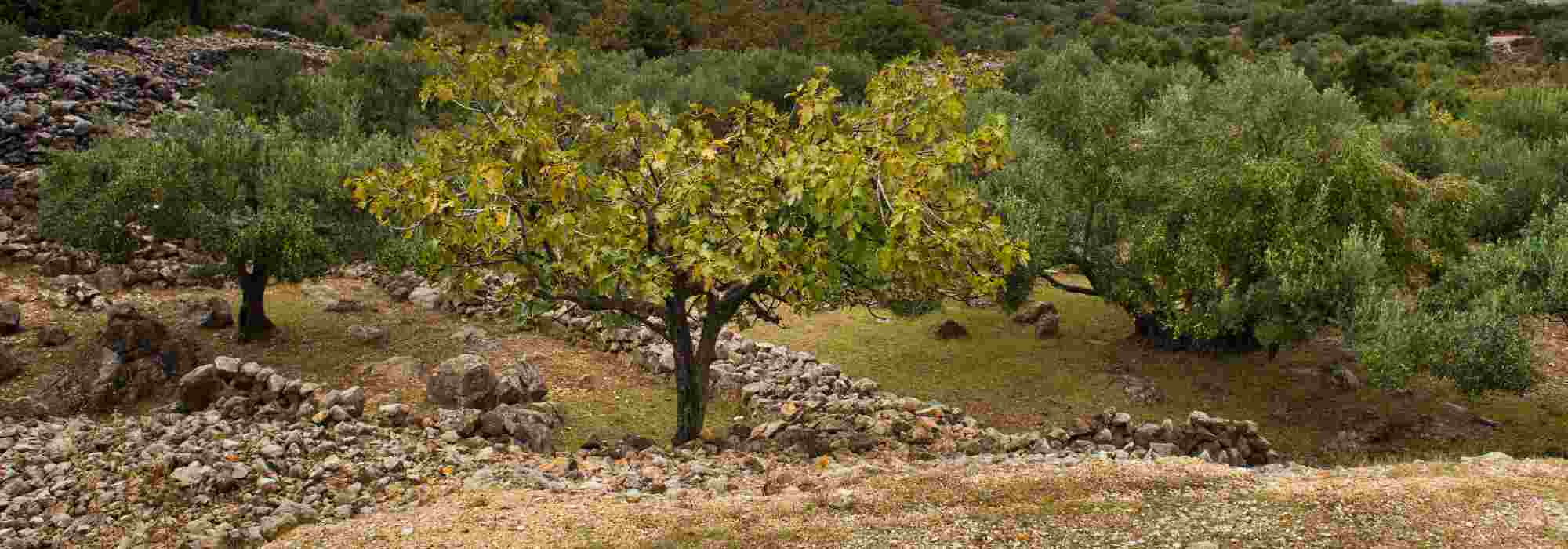 5 fruit trees for calcareous soil.