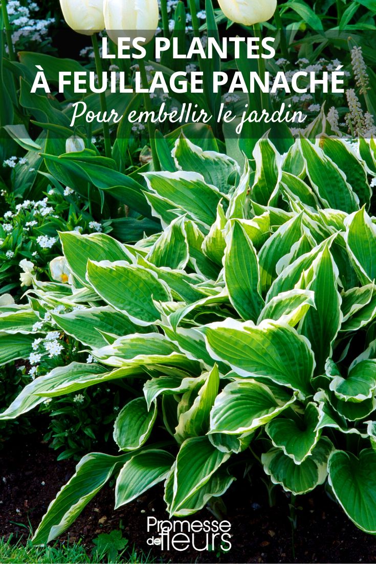 variegated hosta