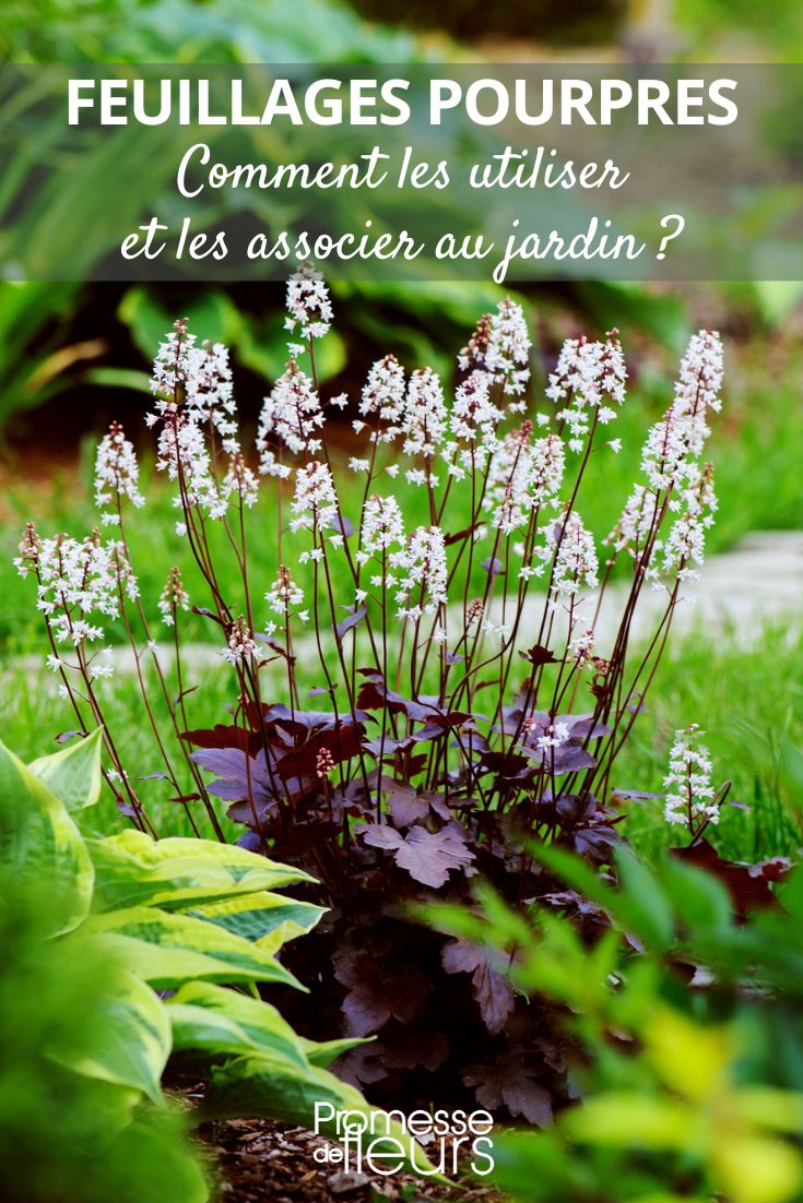 Purple Foliage: How to Use and Combine It in the Garden heuchera