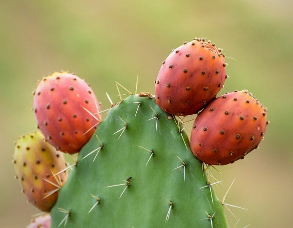 How to use prickly pears in cooking?