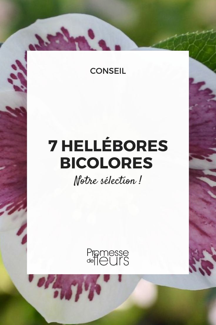 Bicolor Hellebores: 7 Varieties to Discover Hellebore ViV Antonella