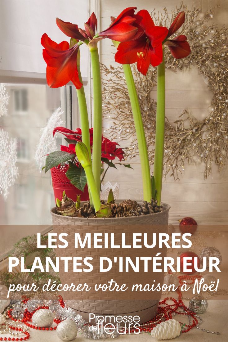 Amaryllis and Poinsettia