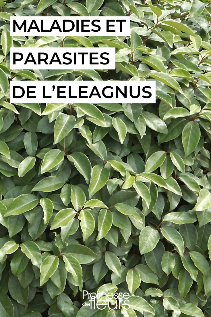 Preventing and Treating Diseases of the Naked.