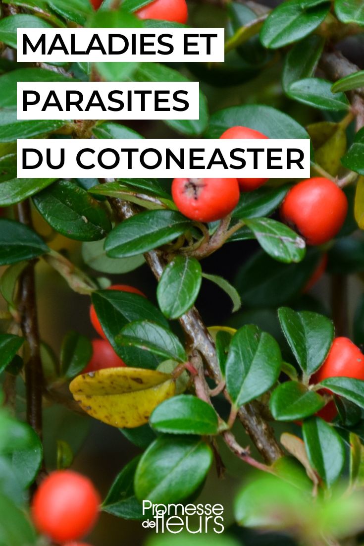 Diseases and Parasites of Cotoneaster sick cotoneaster
