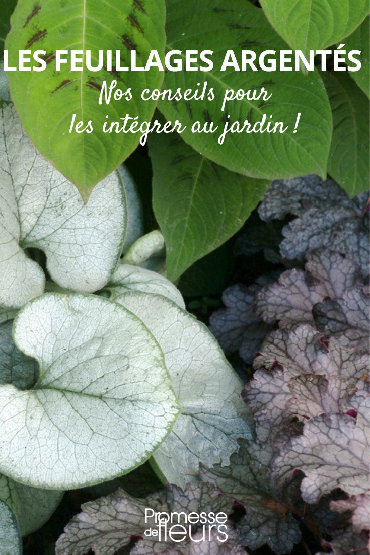 Our tips for combining silver foliage in the garden Brunnera