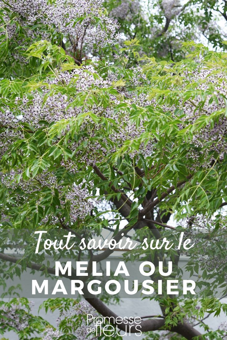 Pinterest Melia sea buckthorn