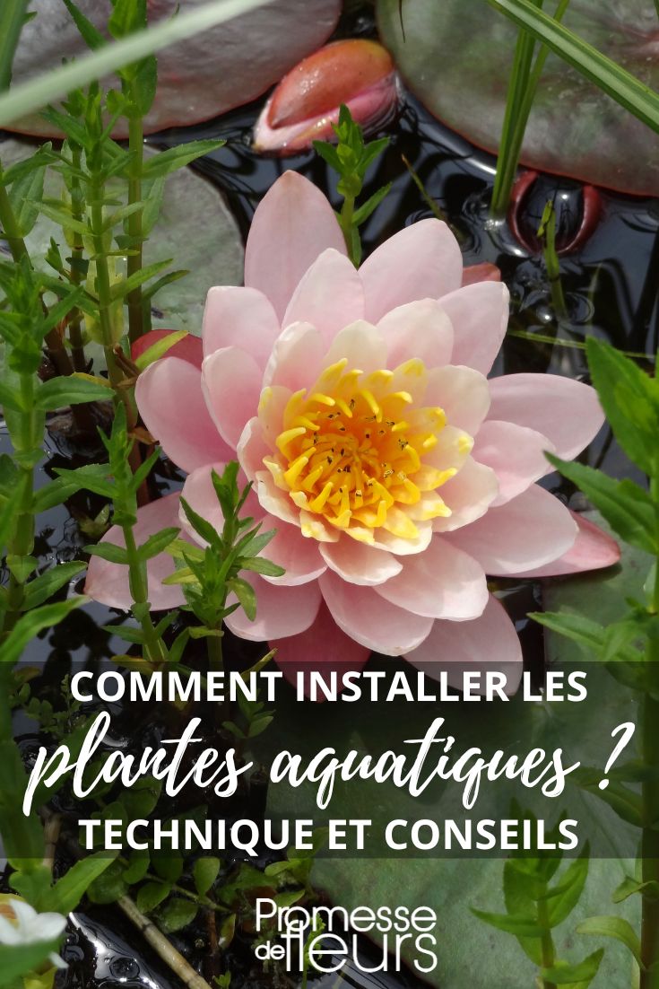 water lily